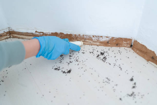 Wasp Removal Services in Cold Spring, NY